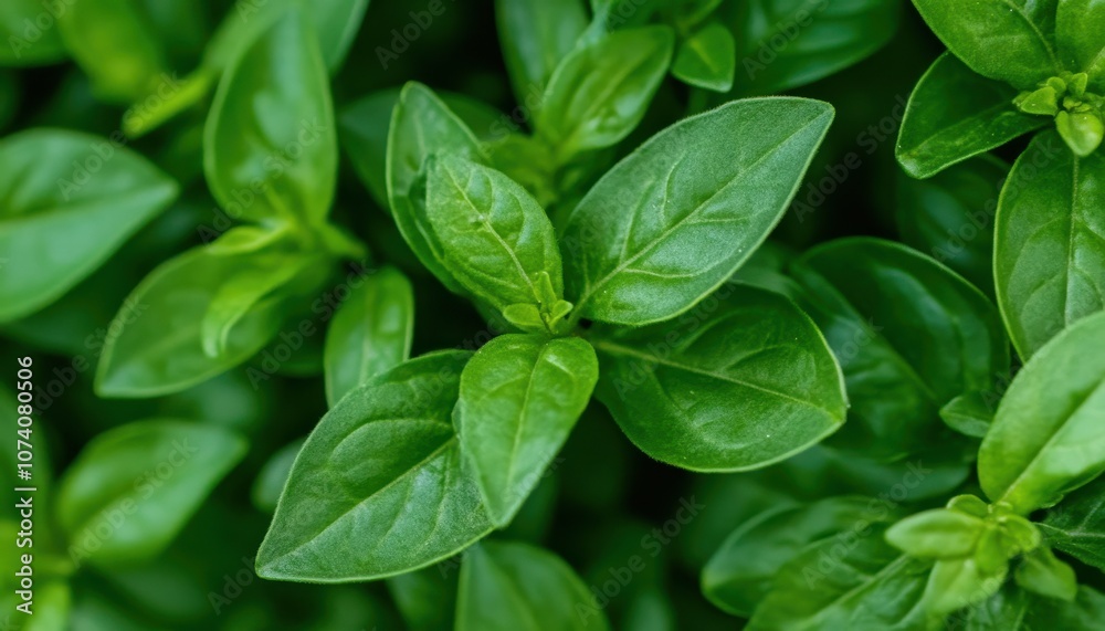 Close-up of Vibrant Green Leaves with Veins and Texture Close-up of Vibrant Green Leaves with Veins and Texture