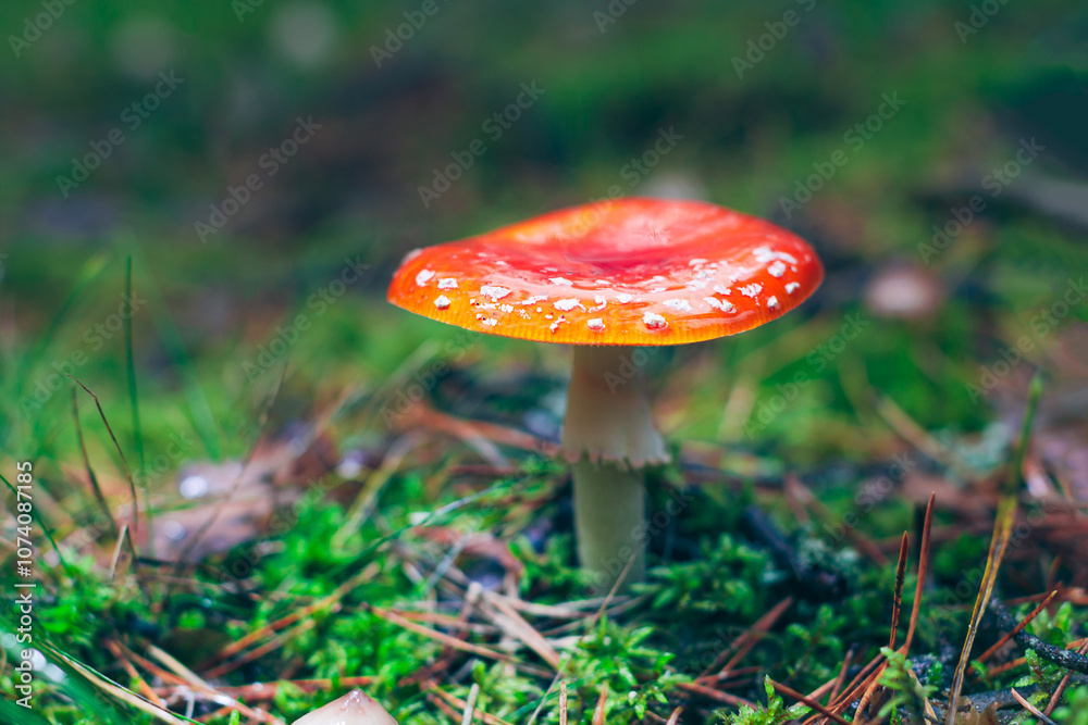 Mature Amanita Muscaria, Known as the Fly Agaric or Fly Amanita: Healing and Medicinal Mushroom with Red Cap Growing in Forest. Can Be Used for Micro Dosing, Spiritual Practices and Shaman Rituals Mature Amanita Muscaria, Known as the Fly Agaric or Fly Amanita: Healing and Medicinal Mushroom with Red Cap Growing in Forest. Can Be Used for Micro Dosing, Spiritual Practices and Shaman Rituals