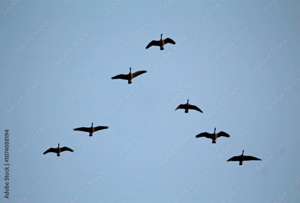 Geese flying in formation Geese flying in formation