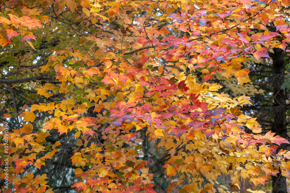 Full frame abstract texture background of bright autumn color leaves on a red maple (acer rubrum) tree Full frame abstract texture background of bright autumn color leaves on a red maple (acer rubrum) tree