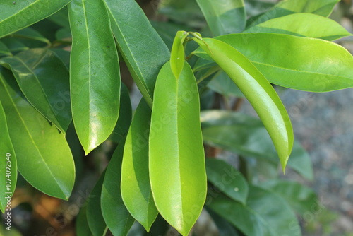 Daun sirsak or Annona muricata leaves photo