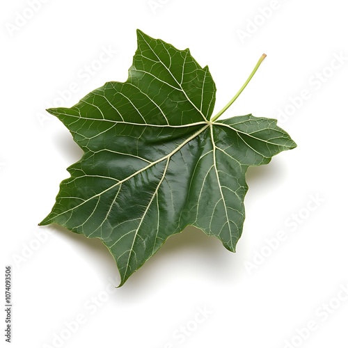 American Mayapple isolated on a with a white background, close up