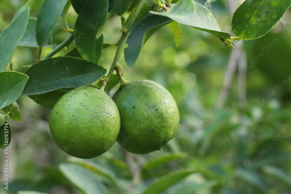 Fresh lime fruit on a tree Fresh lime fruit on a tree