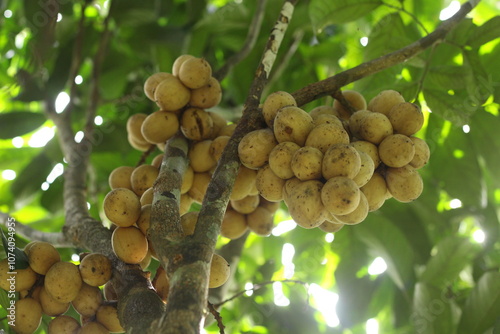 Langsat fruit or Lansium domesticum