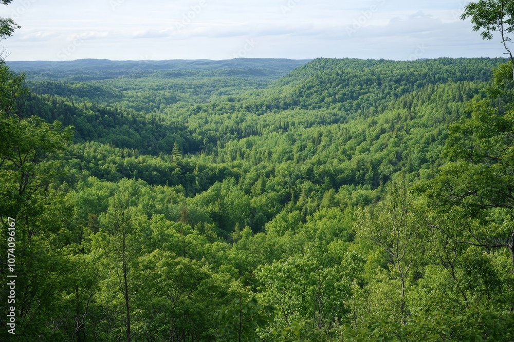 A panoramic view of a forest from above, with a sea of green treetops stretching into the distance A panoramic view of a forest from above, with a sea of green treetops stretching into the distance
