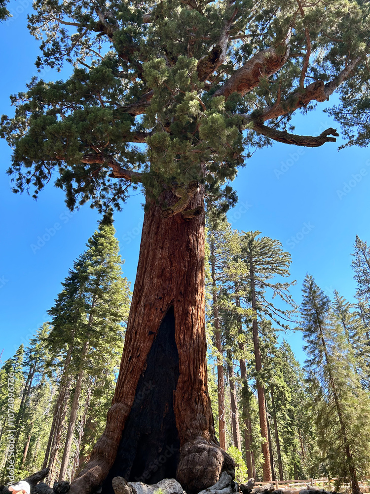Fototapeta premium Giant Sequoia tree in the summer