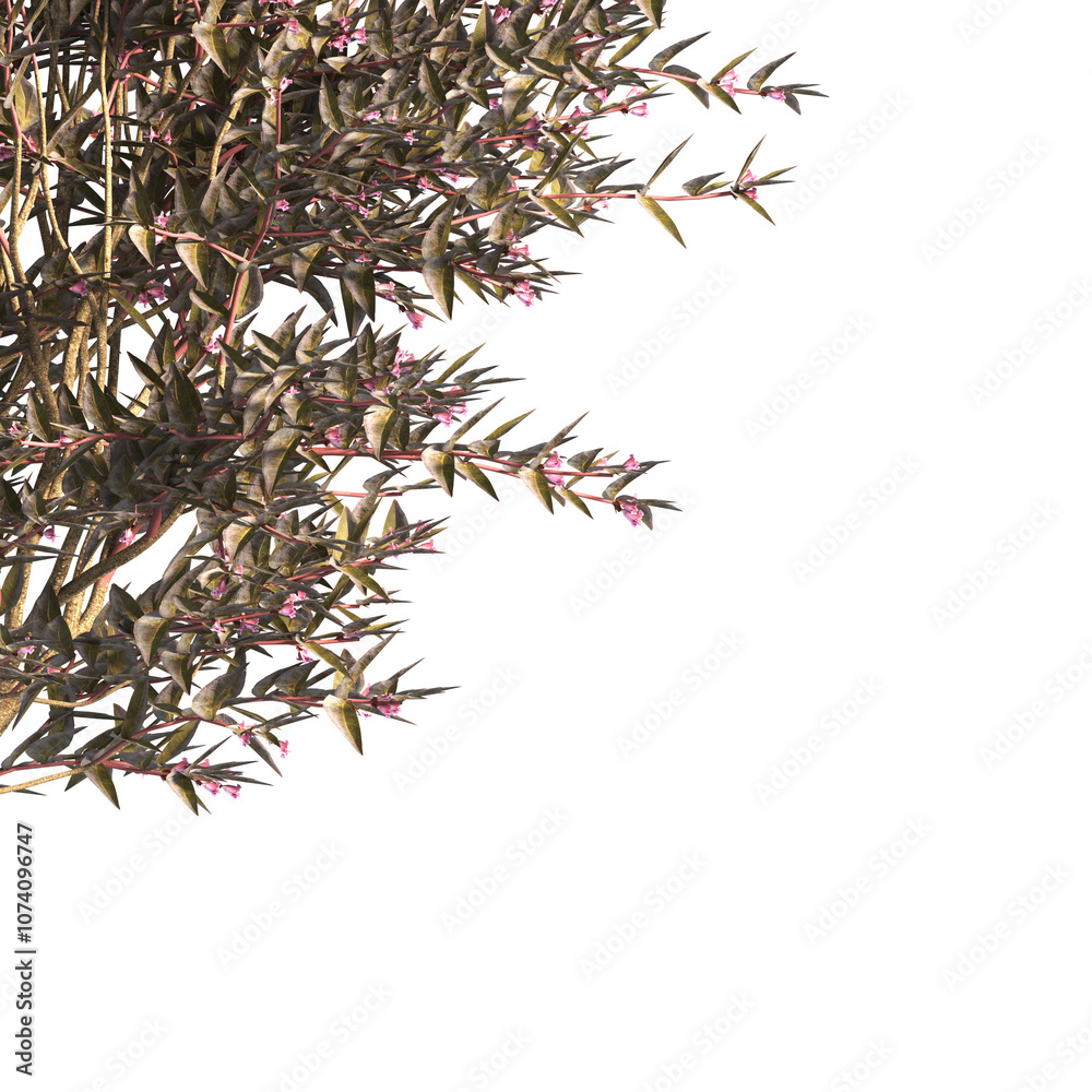 bush leaves isolated on transparent background. Single Tropical plant. flower fence bush. green shrub tree PNG. Side View of flower bush with leaves PNG. transparent Shrub PNG for garden decoration. bush leaves isolated on transparent background. Single Tropical plant. flower fence bush. green shrub tree PNG. Side View of flower bush with leaves PNG. transparent Shrub PNG for garden decoration.