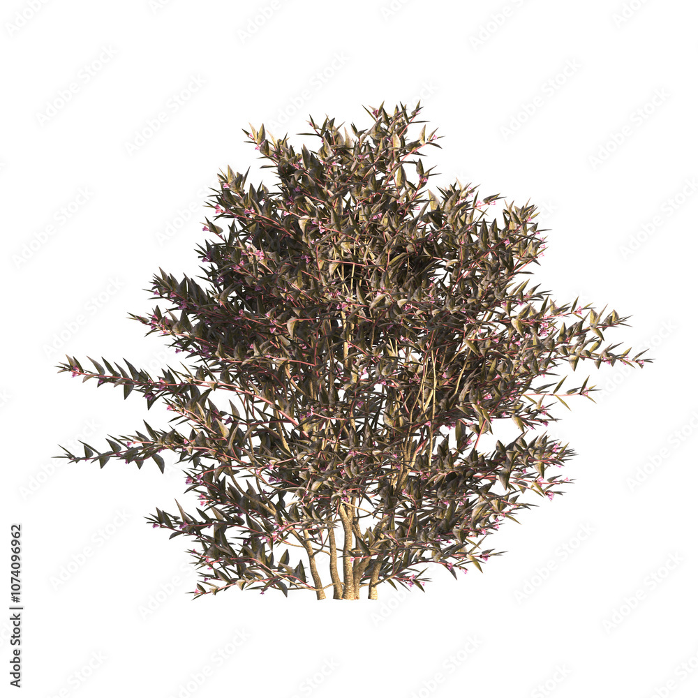 flower bush isolated on transparent background. Single Tropical plant. flower fence bush. green shrub tree PNG. Side View of flower bush with leaves PNG. transparent Shrub PNG for garden decoration. flower bush isolated on transparent background. Single Tropical plant. flower fence bush. green shrub tree PNG. Side View of flower bush with leaves PNG. transparent Shrub PNG for garden decoration.
