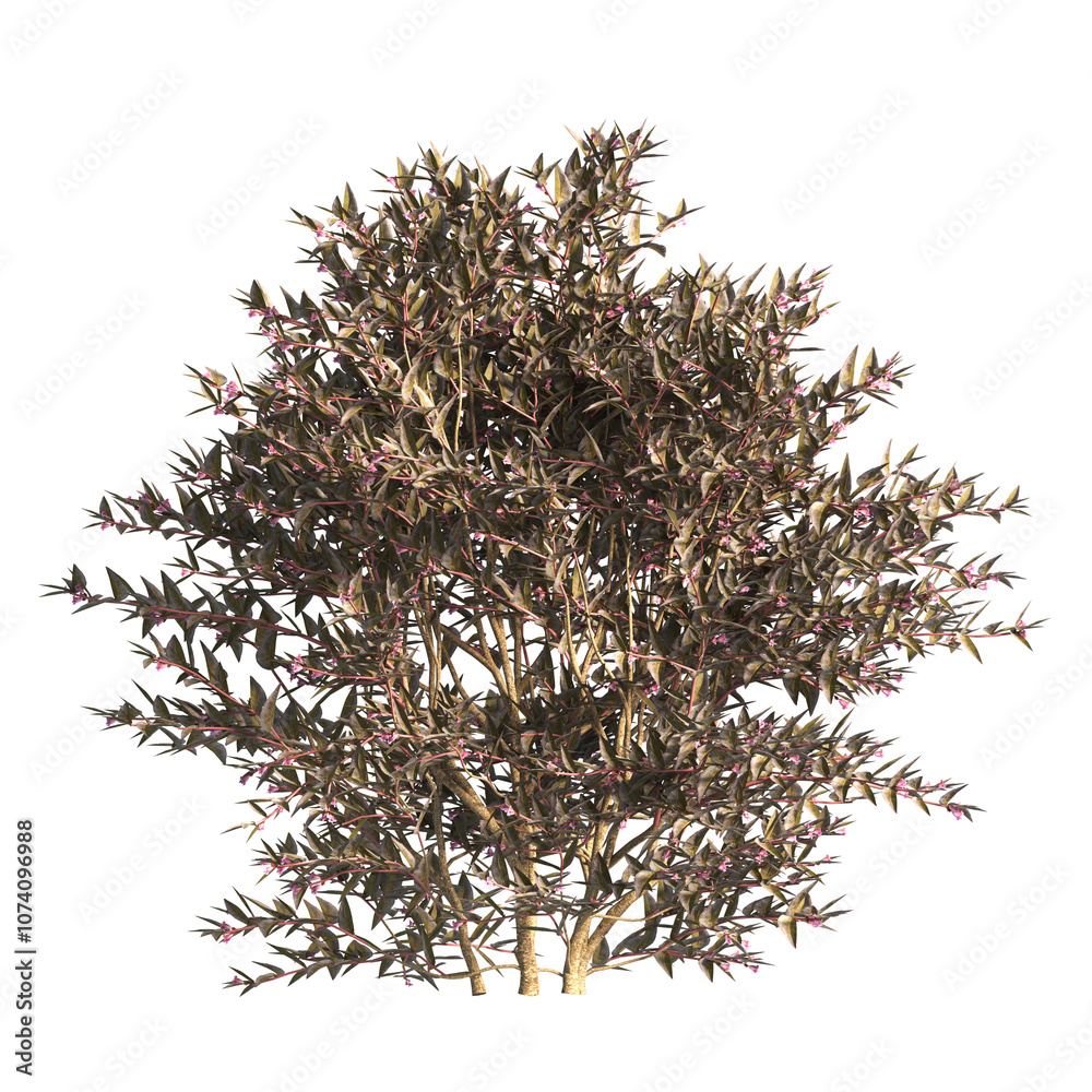 flower bush isolated on transparent background. Single Tropical plant. flower fence bush. green shrub tree PNG. Side View of flower bush with leaves PNG. transparent Shrub PNG for garden decoration. flower bush isolated on transparent background. Single Tropical plant. flower fence bush. green shrub tree PNG. Side View of flower bush with leaves PNG. transparent Shrub PNG for garden decoration.