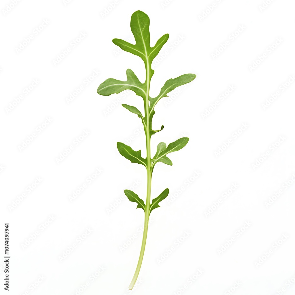 Arugula isolated on a with a white background, close up Arugula isolated on a with a white background, close up