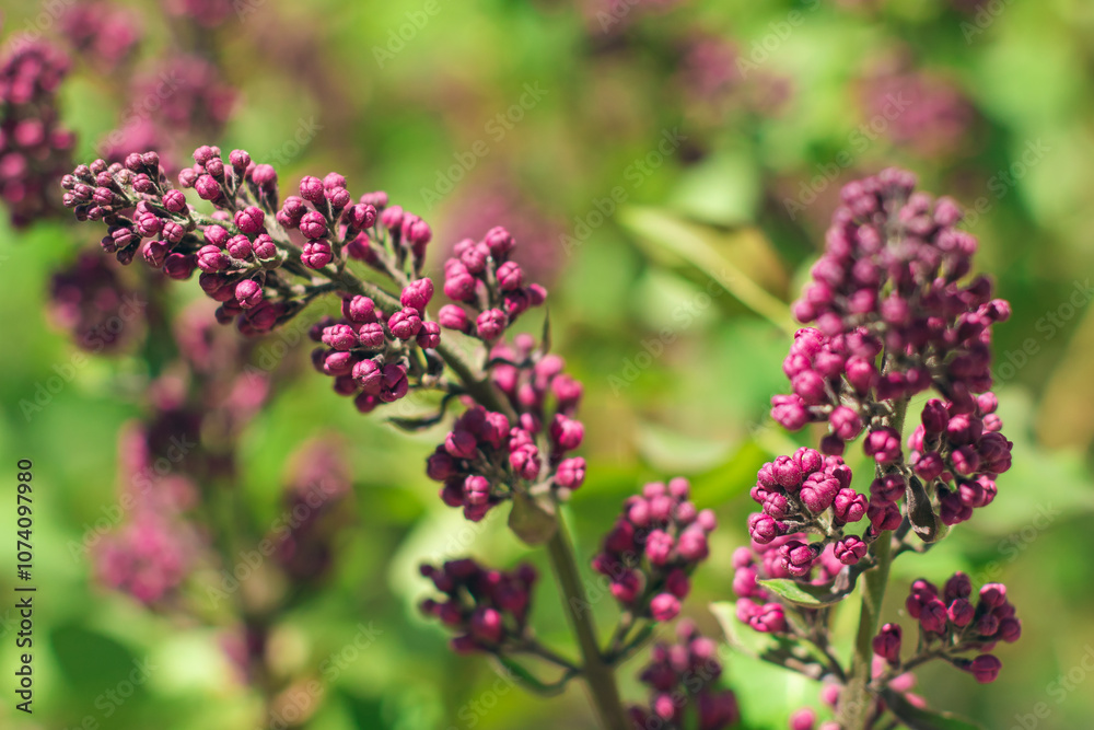 Lilac Branch Blooms in Spring at Daytime - Close-Up, Selective Focus, Soft Bokech. Violet Spring Flowers with Soft Aroma. Spring and Summer Gardening. Lilac Blossom. Purple Lilac Bush Lilac Branch Blooms in Spring at Daytime - Close-Up, Selective Focus, Soft Bokech. Violet Spring Flowers with Soft Aroma. Spring and Summer Gardening. Lilac Blossom. Purple Lilac Bush