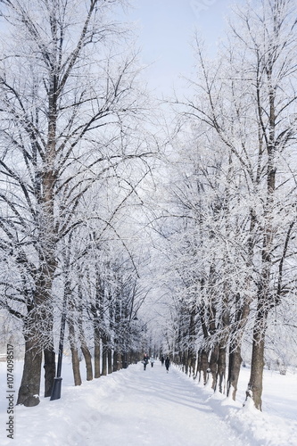 snow covered trees in the park