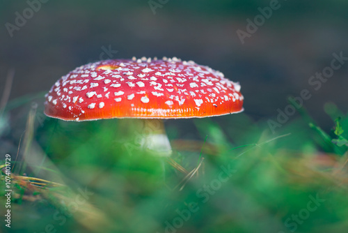 Mature Amanita Muscaria, Known as the Fly Agaric or Fly Amanita: Healing and Medicinal Mushroom with Red Cap Growing in Forest. Can Be Used for Micro Dosing, Spiritual Practices and Shaman Rituals