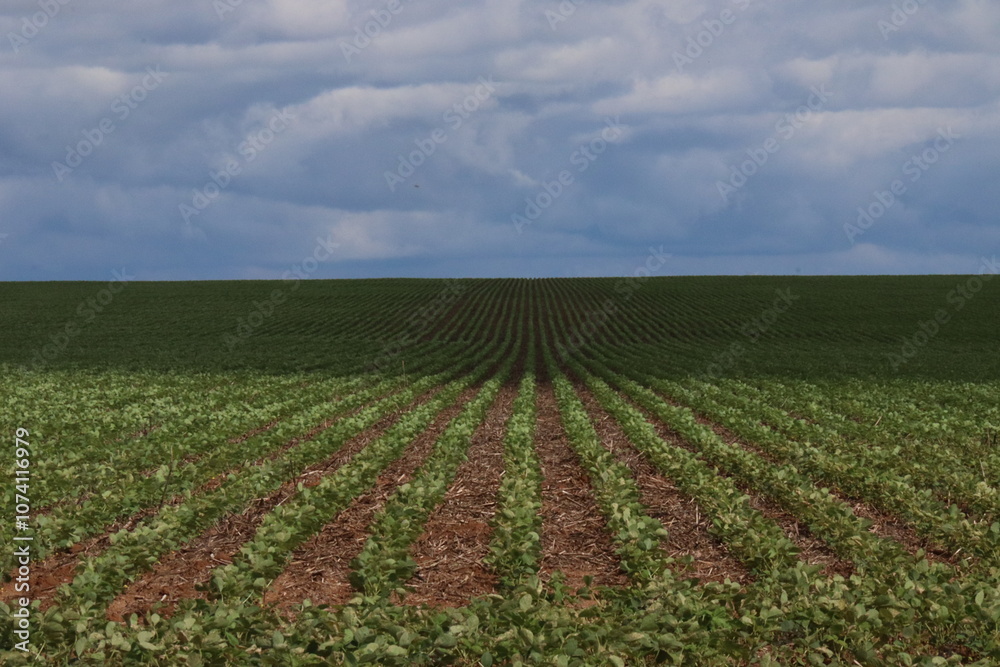 Soybean field in a sunny day. Agricultural scene. Soybean field in a sunny day. Agricultural scene.