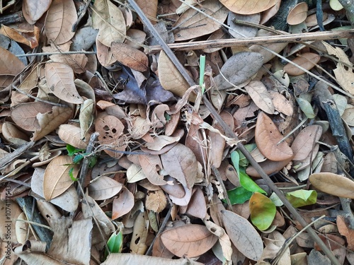 dried leaves background