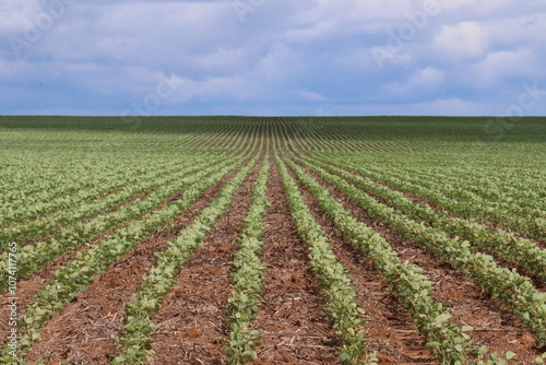 Soybean field in a sunny day. Agricultural scene.