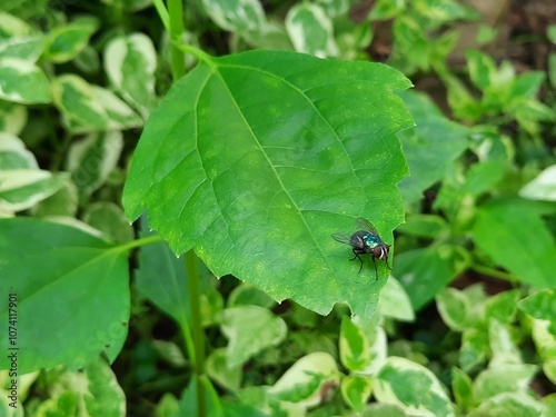 fly on a leaf