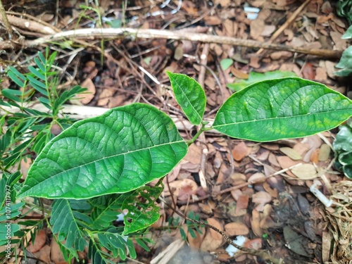 green leaves on the ground