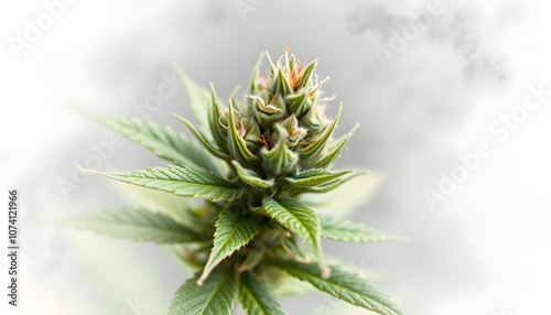 close up shot of marihuana bud blooming isolated with white highlights, png