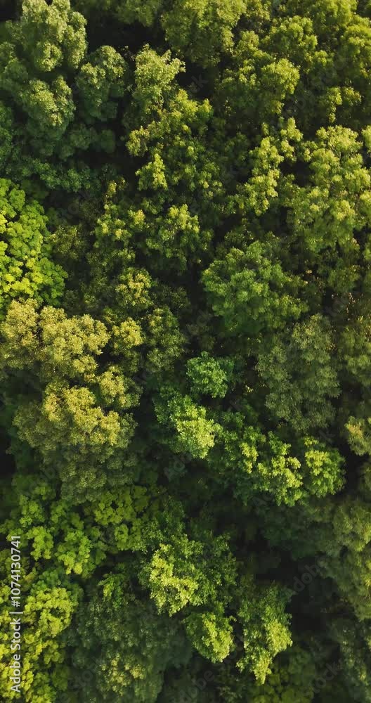 Late afternoon aerial summer / autumn vertical video of the tops of green trees in the Central NY, USA Late afternoon aerial summer / autumn vertical video of the tops of green trees in the Central NY, USA