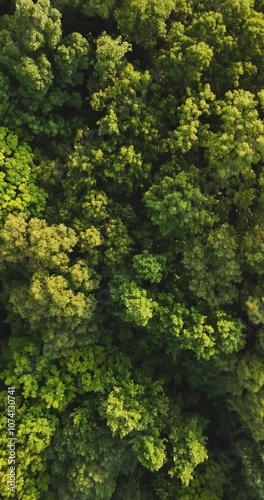 Late afternoon aerial summer / autumn vertical video of the tops of green trees in the Central NY, USA 	