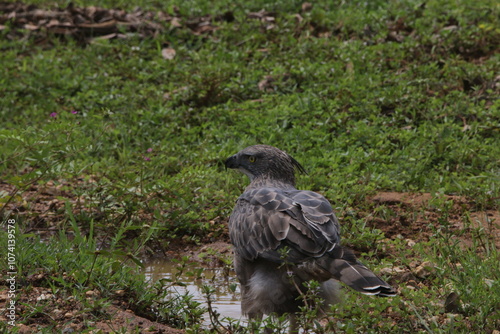 sri lankan birds in yala national park,