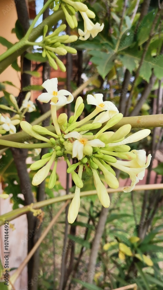 Flor de fruta de mamon o papaya Flor de fruta de mamon o papaya