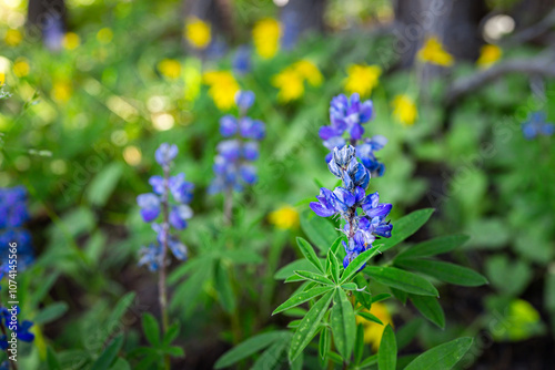 Lupine wildflowers flower plants closeup in Colorado at Top of Vail Tour Ridge route hiking trail path in summer and nobody