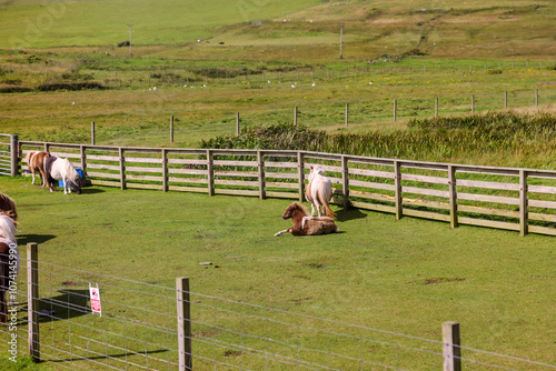 Lerwick, Shetland Islands: - August 14, 2024: Shetland ponies in Scalloway in Scotland's Shetland Islands
 photo