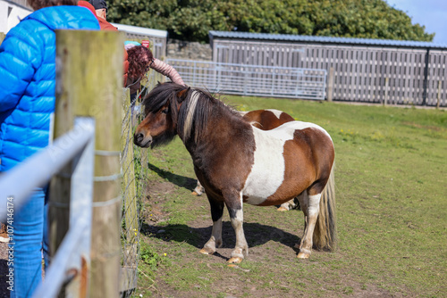 Lerwick, Shetland Islands: - August 14, 2024: Shetland ponies in Scalloway in Scotland's Shetland Islands
 photo