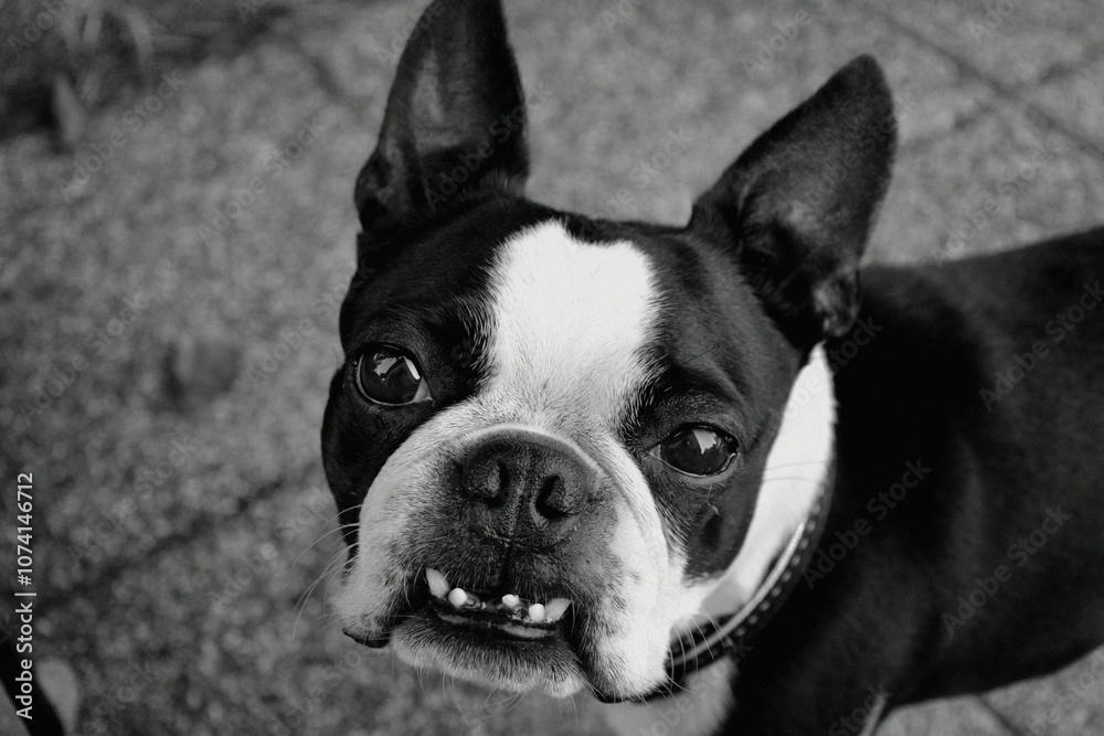 Close-Up Black and White Portrait of a Boston Terrier with Puppy Eyes Looking Up, Capturing the Adorable Expression and Focused Gaze of This Loyal and Playful Dog Close-Up Black and White Portrait of a Boston Terrier with Puppy Eyes Looking Up, Capturing the Adorable Expression and Focused Gaze of This Loyal and Playful Dog