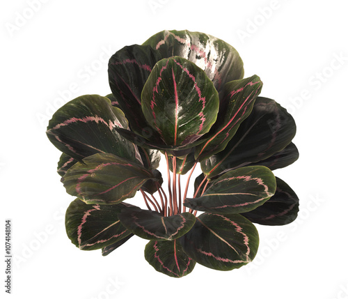 Calathea roseopicta Plant isolated on transparent background. Calathea roseopicta leaves PNG. indoor plant PNG. Ornamental Plant. Close up Calathea transparent. Bush or Shrub PNG. house plant PNG. photo