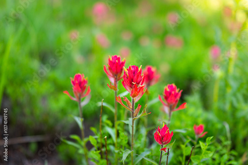 Red crimson paintbrush wildflowers flowers in Colorado macro closeup at Top of Vail Tour Ridge route hiking trail path in summer