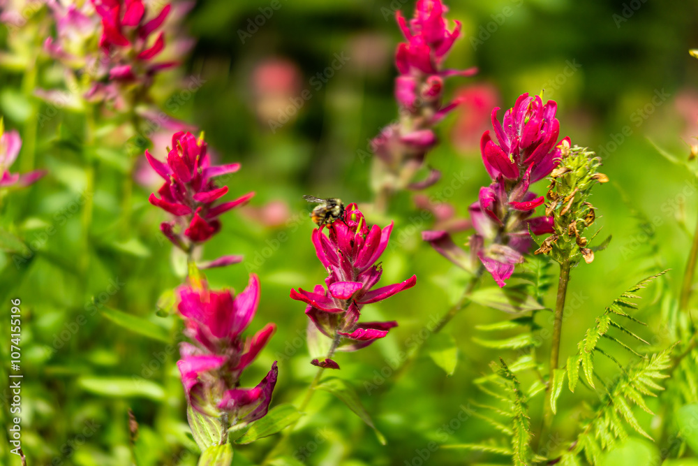 Paintbrush wildflowers pink flower plant in Colorado closeup at Top of Vail Tour Ridge route hiking trail in summer with bumble bee insect Paintbrush wildflowers pink flower plant in Colorado closeup at Top of Vail Tour Ridge route hiking trail in summer with bumble bee insect