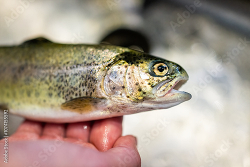 Rainbow trout fish animal wild raw uncooked whole wildcaught food from Colorado alpine lake macro closeup texture