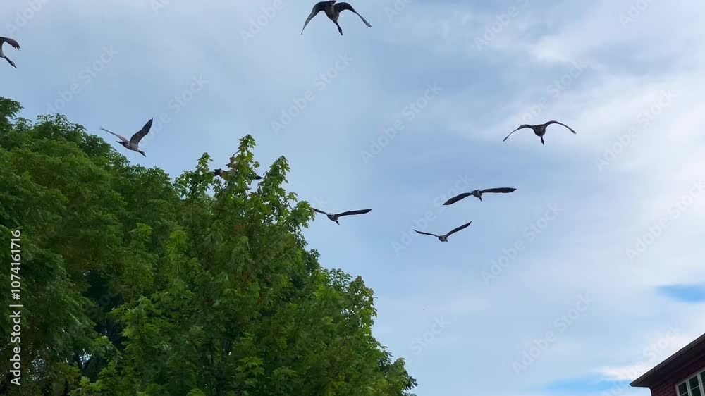 Canadian geese starting to fly from a pond crossing over some houses in autumn, Ancaster, Hamilton, ON, Canada Canadian geese starting to fly from a pond crossing over some houses in autumn, Ancaster, Hamilton, ON, Canada