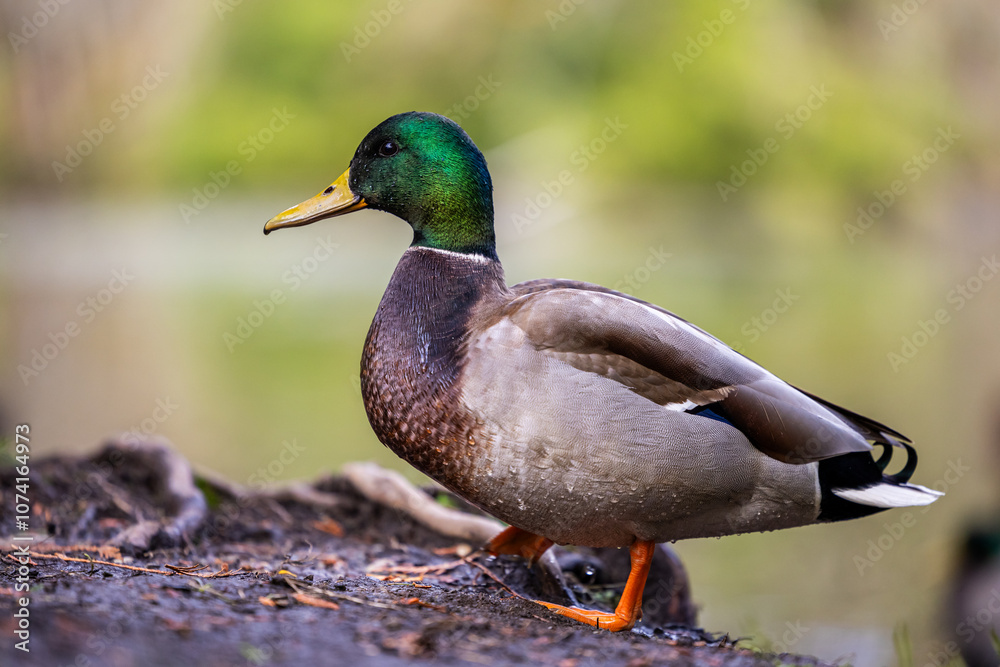 Majestic Mallard Standing by a Serene Lake in Nature Majestic Mallard Standing by a Serene Lake in Nature