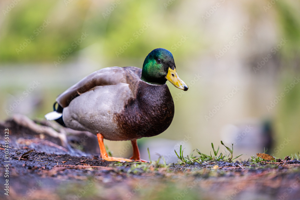 Obraz premium Close-Up of a Mallard Duck in Victoria, Canada