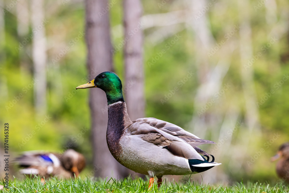 Majestic Mallard Duck in Tranquil Victoria Park Setting Majestic Mallard Duck in Tranquil Victoria Park Setting