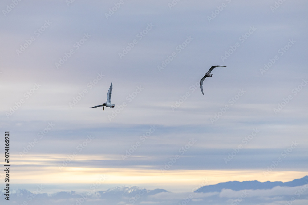 Obraz premium Serene Seagulls Flying Over Vancouver Island Coastline