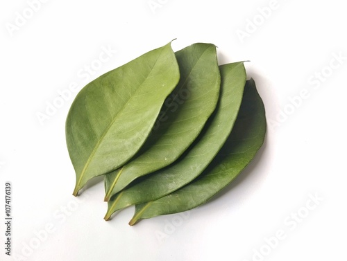 Syzygium polyanthum or Indonesian bay-leaf isolated on white background photo