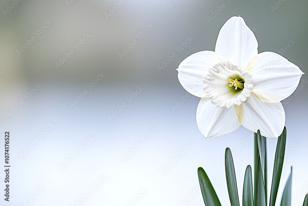 Obraz premium a single daffodil in bloom with a soft bokeh background.