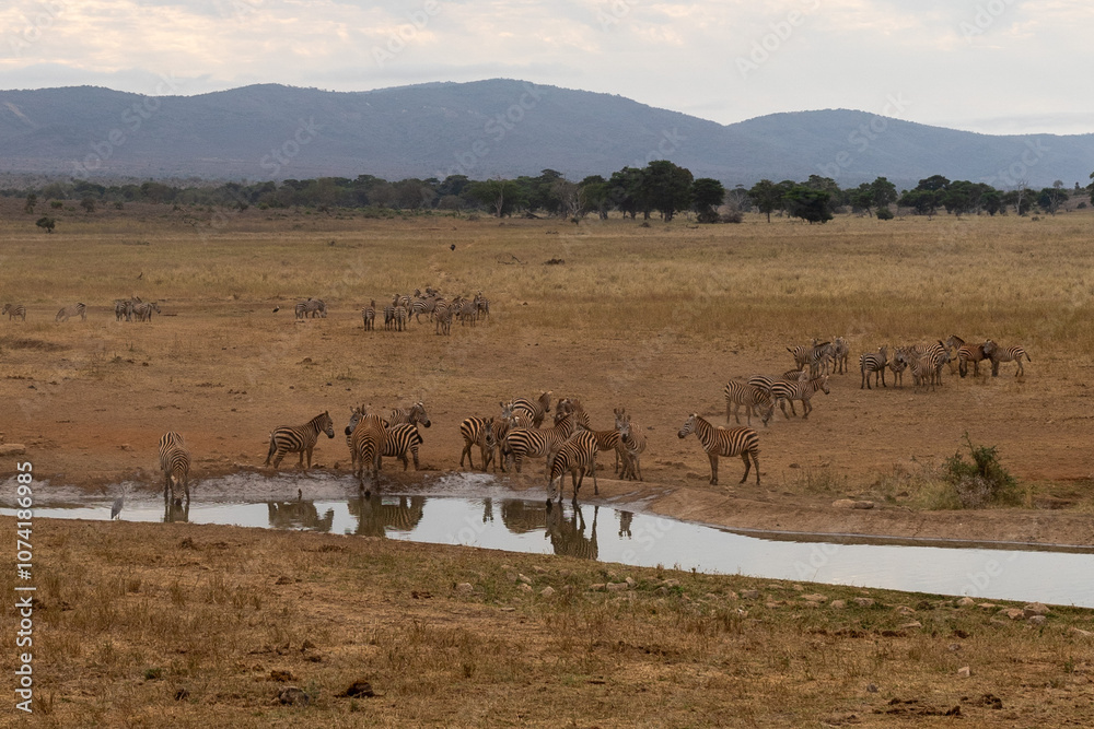 Zebra at watering hole - Kenya Zebra at watering hole - Kenya