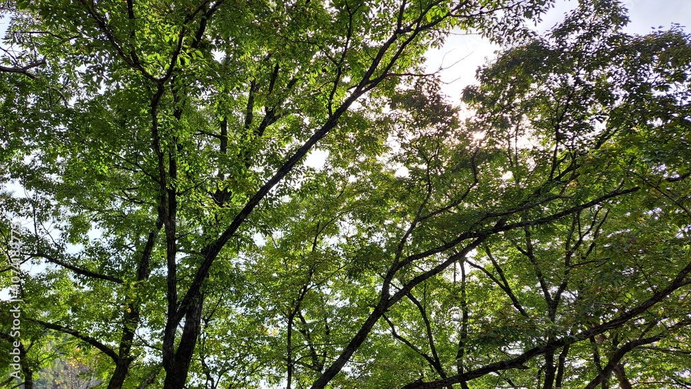新緑の木々 新緑の木々