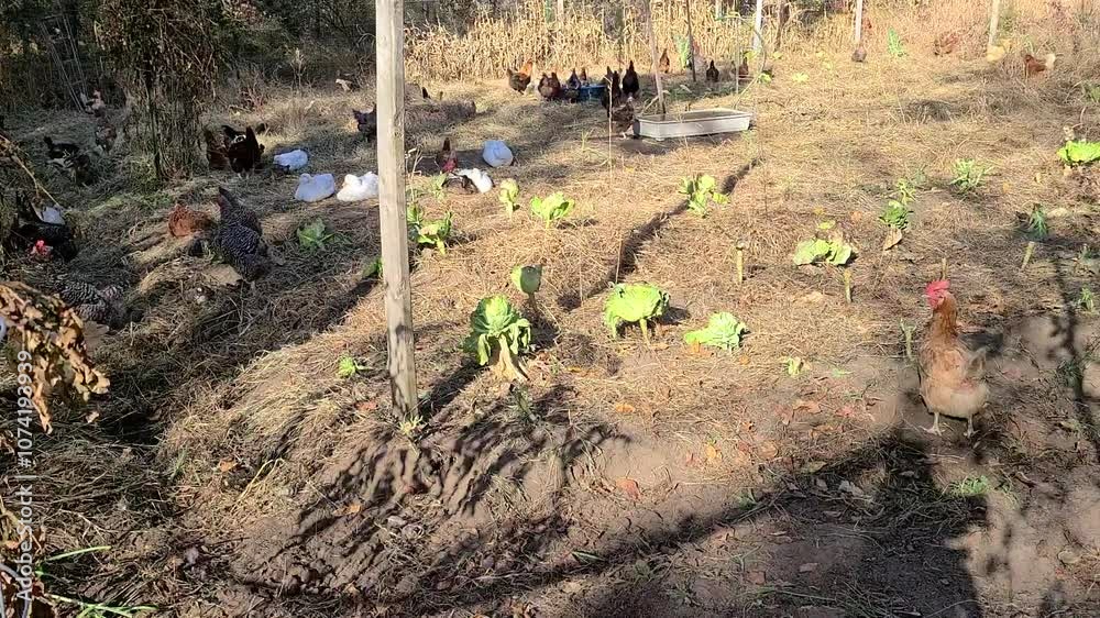 Super time lapse of cage free hens roaming inside withered vegetable garden weeding all dry plants and grass and pulverizing and fertilizing soil Super time lapse of cage free hens roaming inside withered vegetable garden weeding all dry plants and grass and pulverizing and fertilizing soil