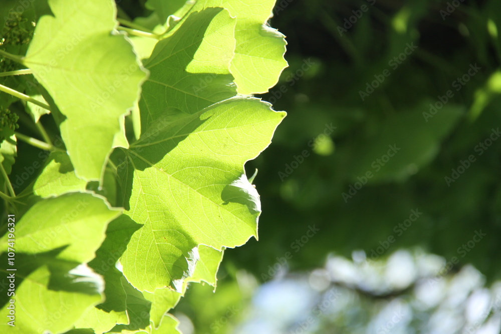 Lotus Nature Summer Trees Green Flowers Lotus Nature Summer Trees Green Flowers