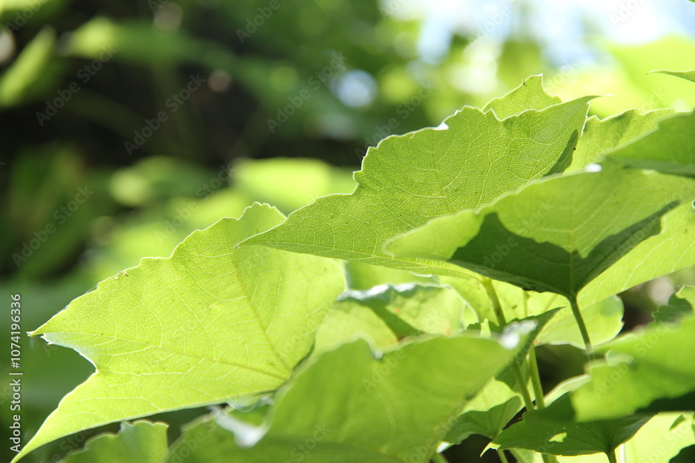 Lotus Nature Summer Trees Green Flowers Lotus Nature Summer Trees Green Flowers