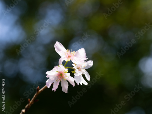 晩秋に咲く八重の十月桜