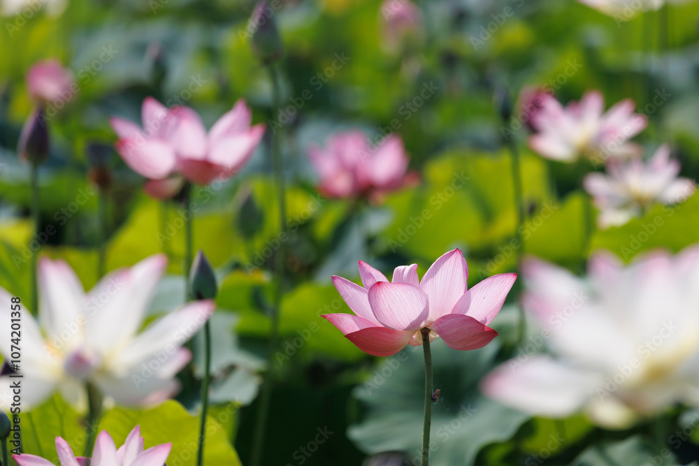 日本の古都奈良の歴史ロマンあふれる蓮咲風景