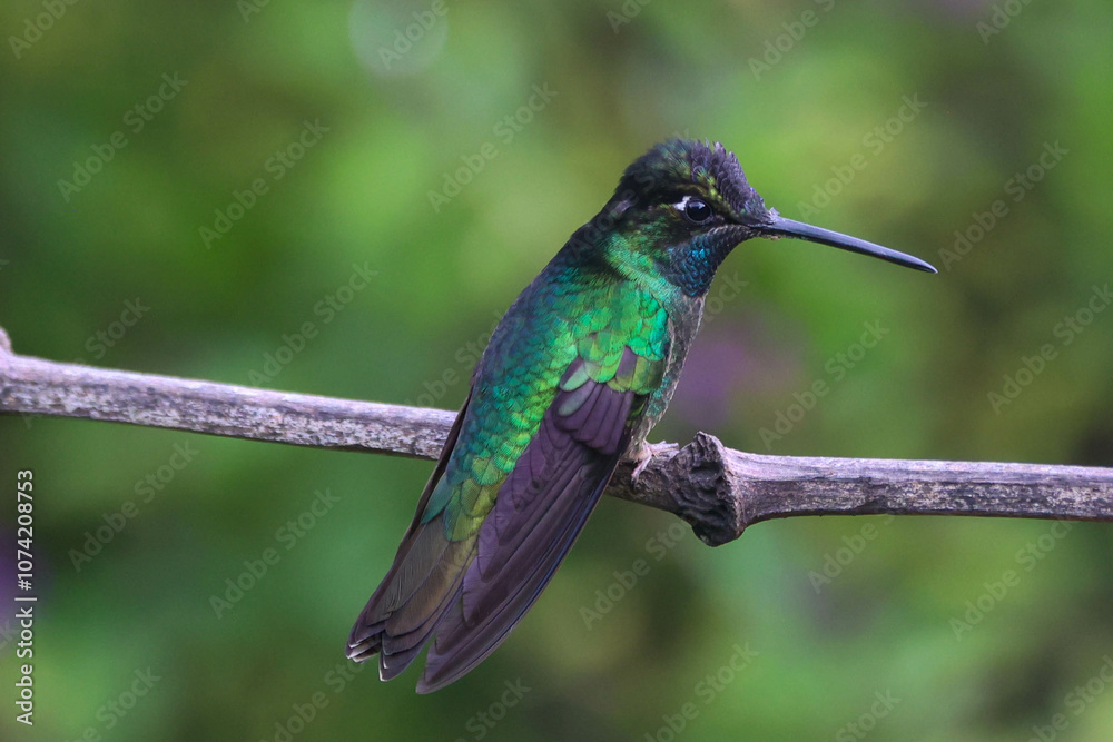 Obraz premium Discover the Enchanting Talamanca Hummingbird: Nature's Jewel in Flight